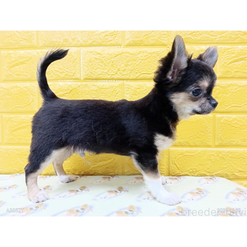 販売中の千葉県のチワワ(ロングコート)-404128の25枚目