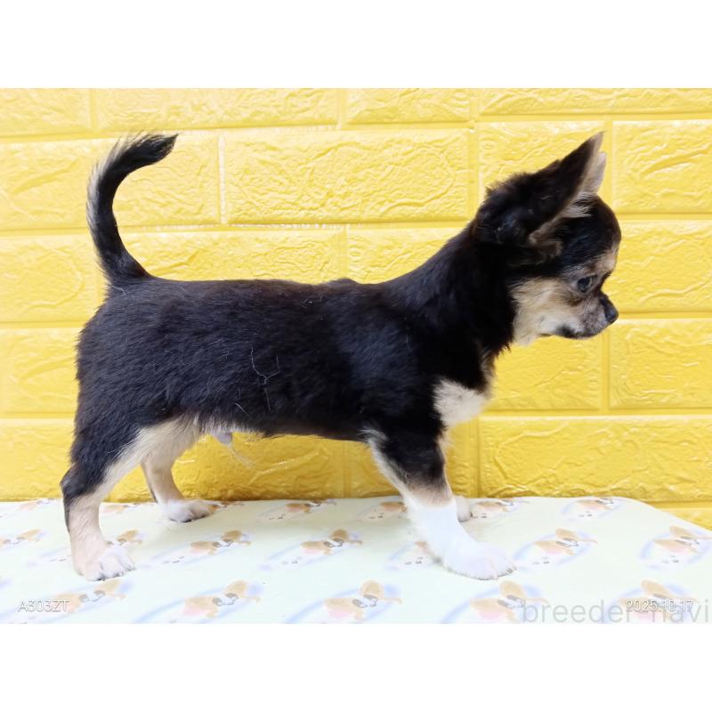 販売中の千葉県のチワワ(ロングコート)-404128の24枚目