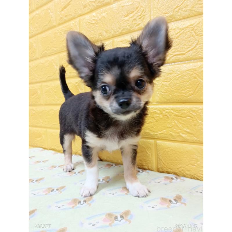 販売中の千葉県のチワワ(ロングコート)-404128の23枚目