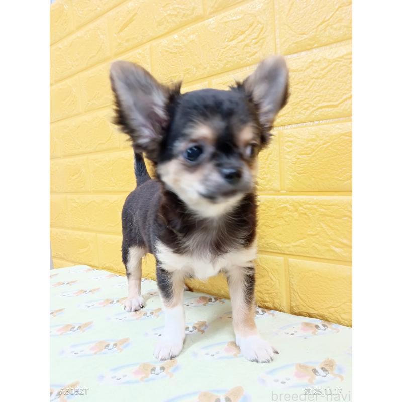 販売中の千葉県のチワワ(ロングコート)-404128の22枚目