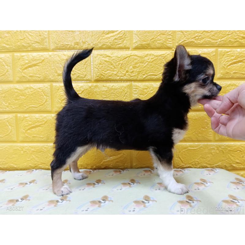 販売中の千葉県のチワワ(ロングコート)-404128の21枚目