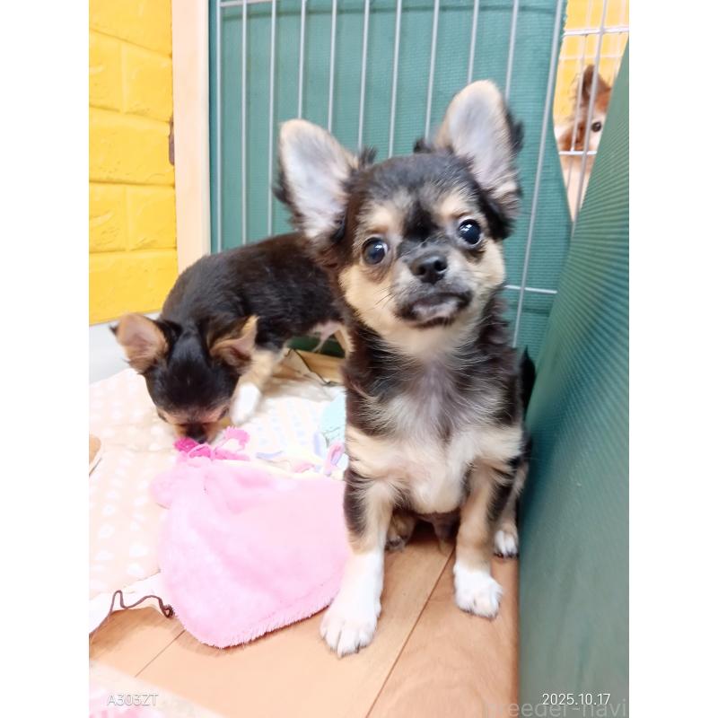 販売中の千葉県のチワワ(ロングコート)-404128の20枚目