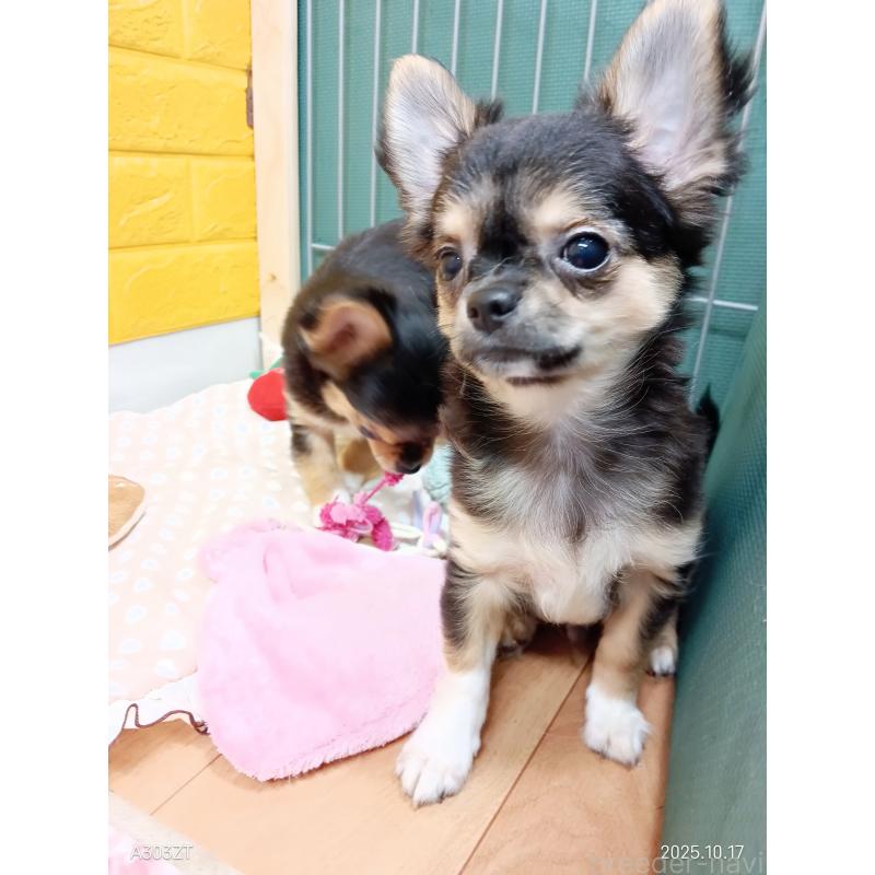 販売中の千葉県のチワワ(ロングコート)-404128の19枚目