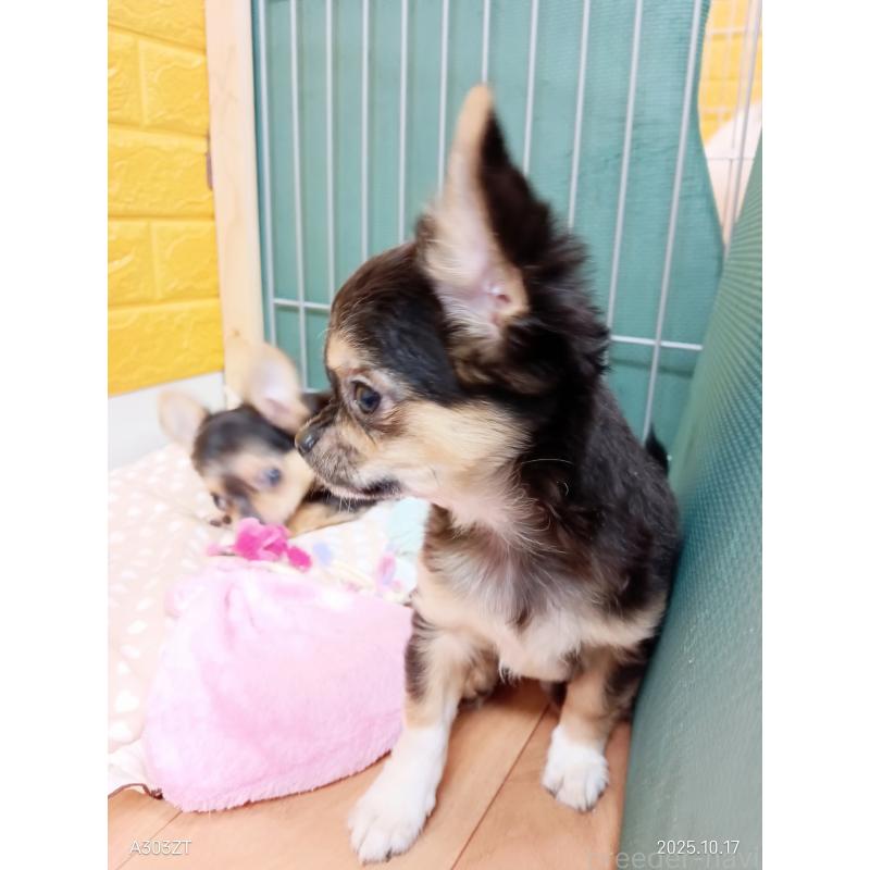 販売中の千葉県のチワワ(ロングコート)-404128の18枚目