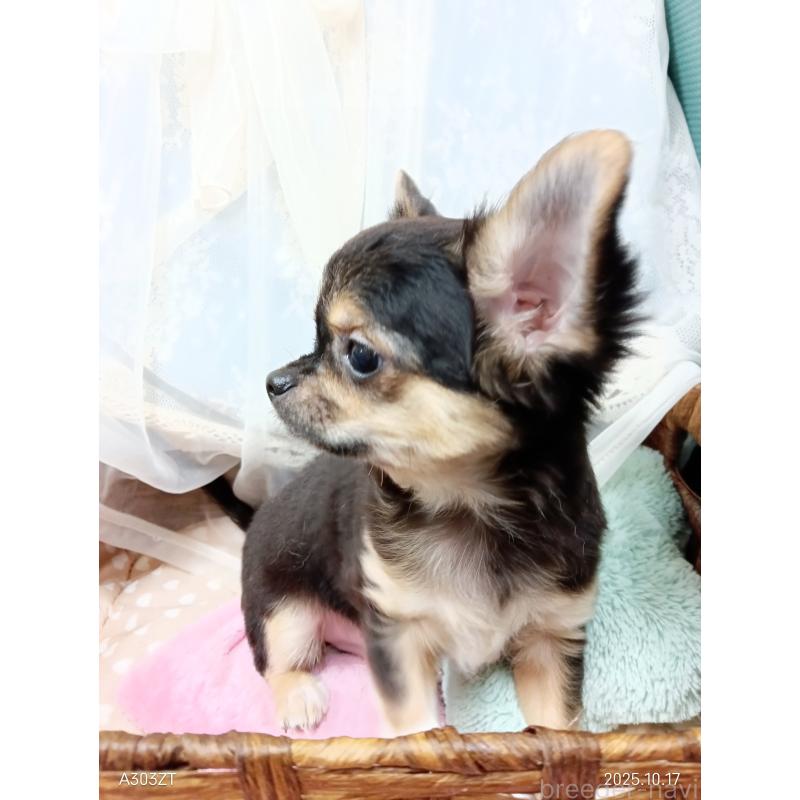 販売中の千葉県のチワワ(ロングコート)-404128の17枚目