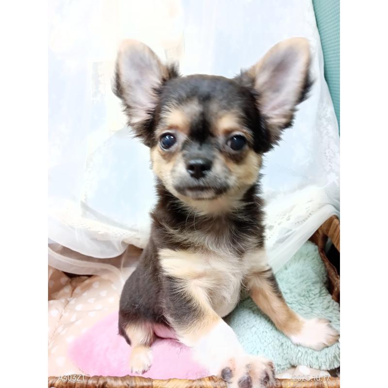 販売中の千葉県のチワワ(ロングコート)-404128の16枚目