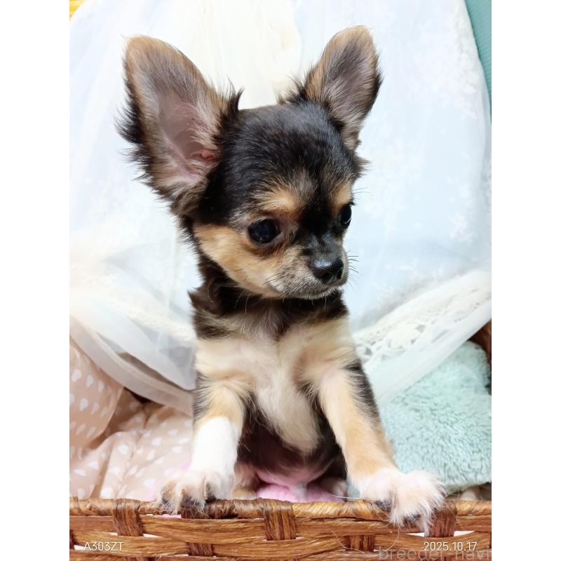 販売中の千葉県のチワワ(ロングコート)-404128の15枚目