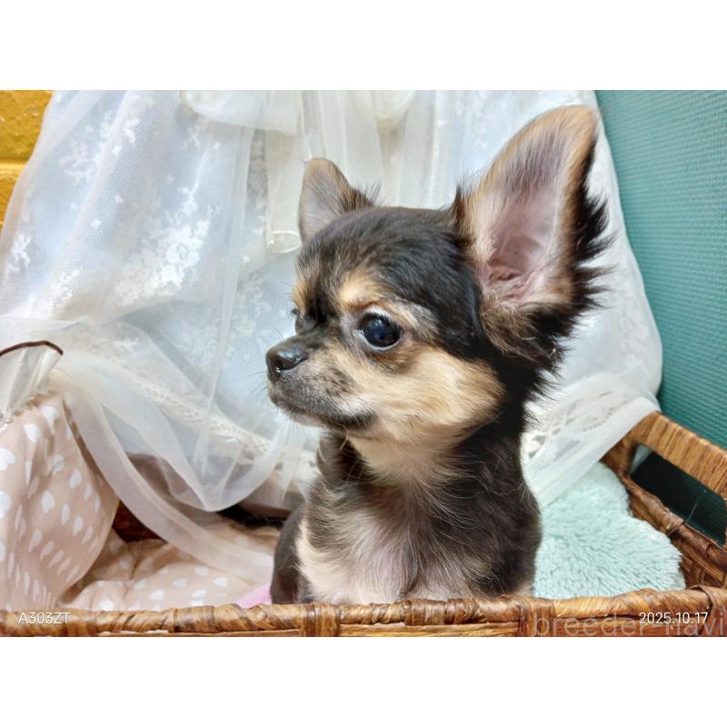 販売中の千葉県のチワワ(ロングコート)-404128の14枚目