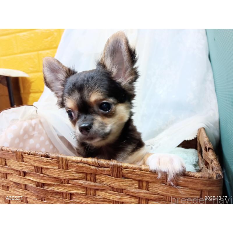 販売中の千葉県のチワワ(ロングコート)-404128の13枚目