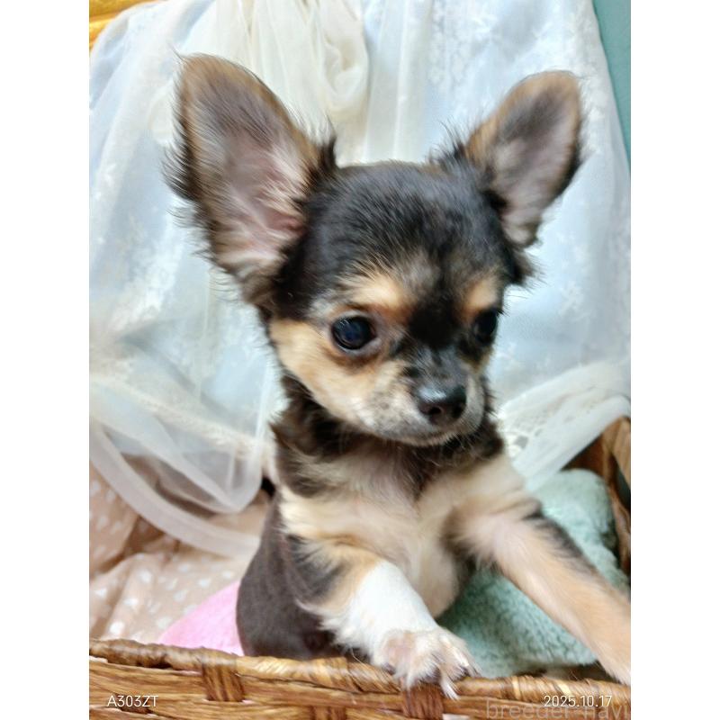 販売中の千葉県のチワワ(ロングコート)-404128の12枚目