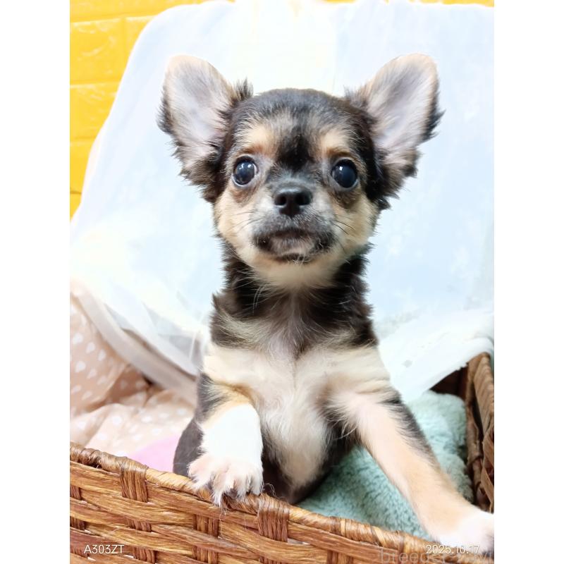 販売中の千葉県のチワワ(ロングコート)-404128の11枚目