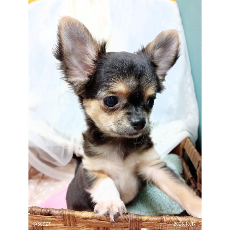 販売中の千葉県のチワワ(ロングコート)-404128の10枚目