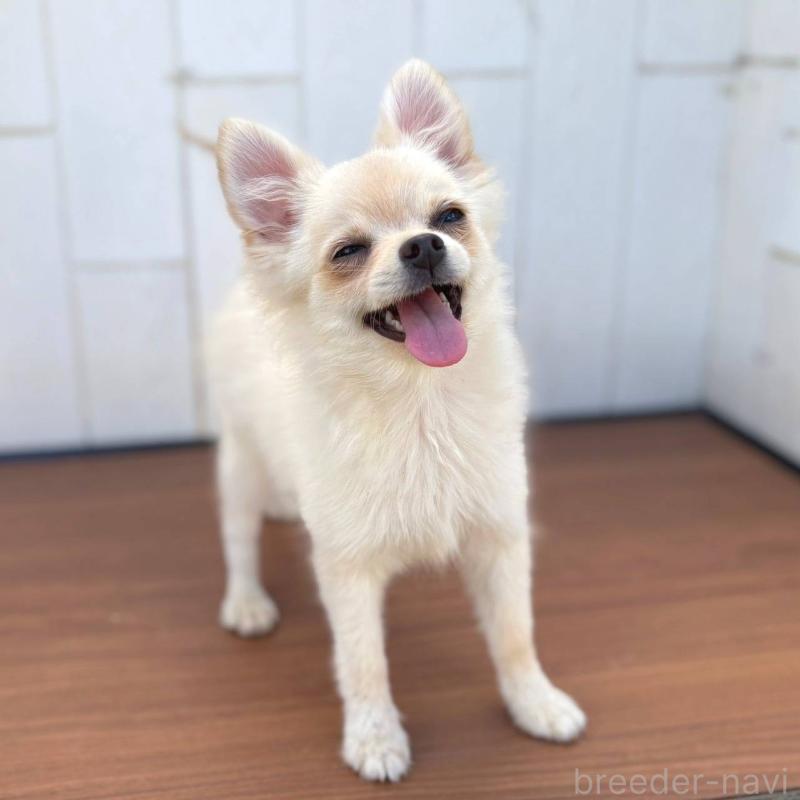 販売中の茨城県のポメチワ:ポメラニアン×チワワ-396487の27枚目