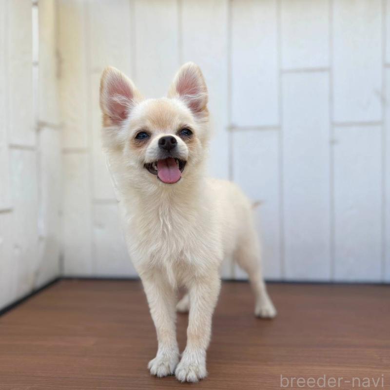 販売中の茨城県のポメチワ:ポメラニアン×チワワ-396487の25枚目