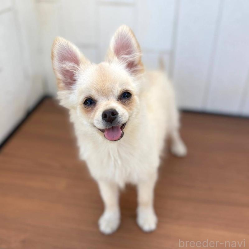 販売中の茨城県のポメチワ:ポメラニアン×チワワ-396487の24枚目