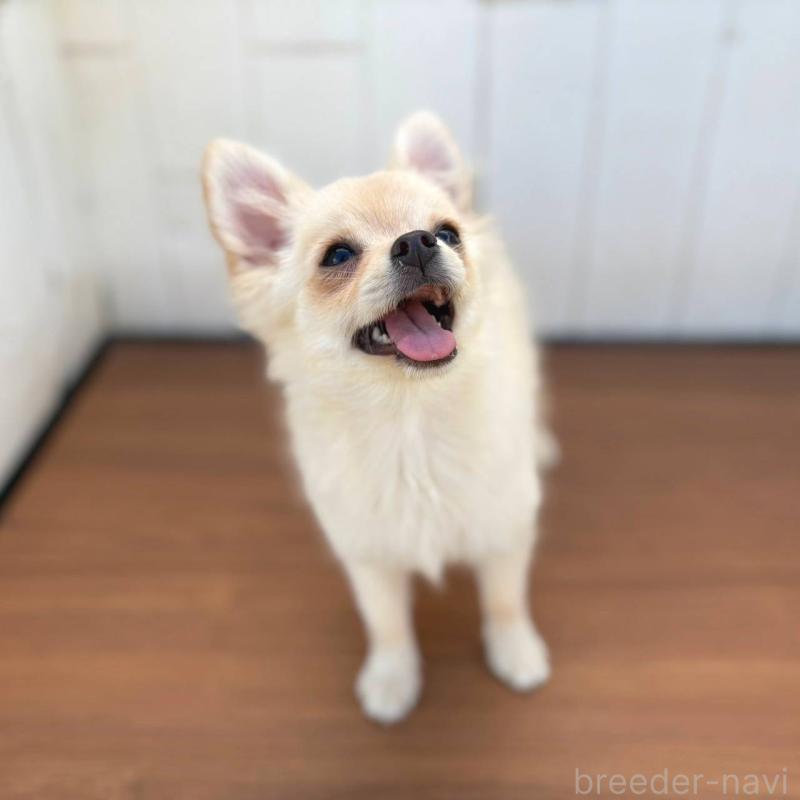 販売中の茨城県のポメチワ:ポメラニアン×チワワ-396487の23枚目