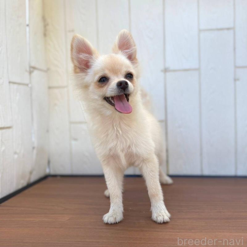 販売中の茨城県のポメチワ:ポメラニアン×チワワ-396487の22枚目