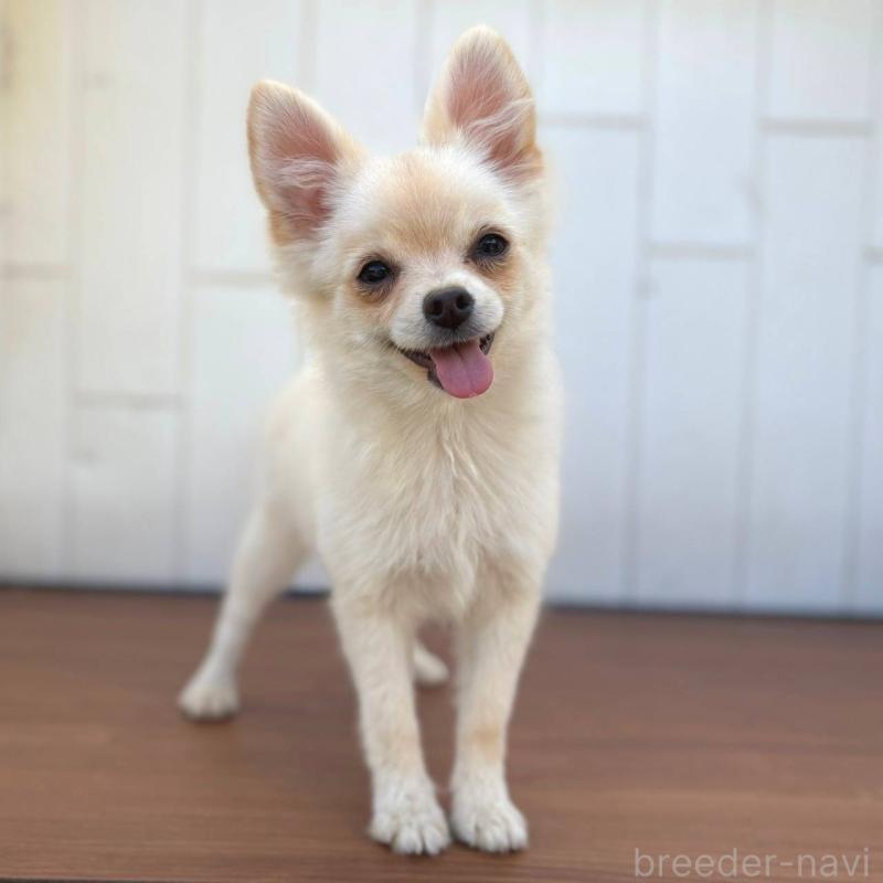 販売中の茨城県のポメチワ:ポメラニアン×チワワ-396487の21枚目