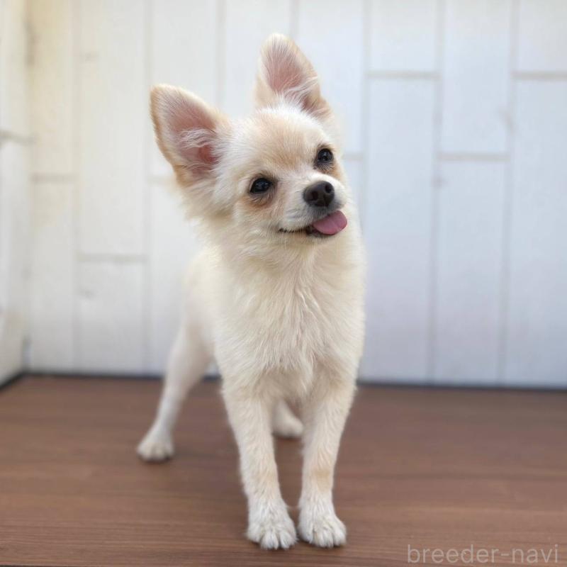 販売中の茨城県のポメチワ:ポメラニアン×チワワ-396487の20枚目