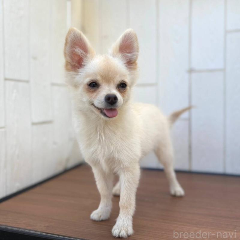 販売中の茨城県のポメチワ:ポメラニアン×チワワ-396487の19枚目