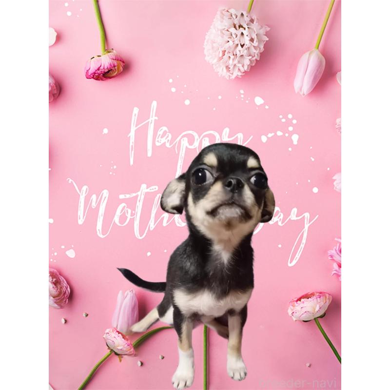 販売中の静岡県のチワワ(スムースコート)-413722の4枚目