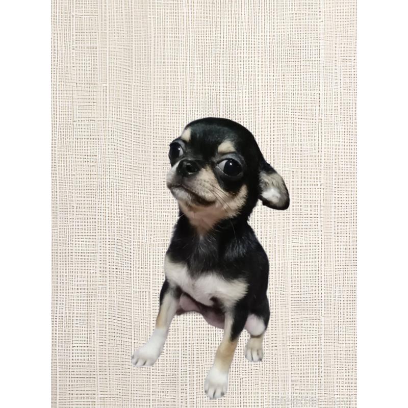 販売中の静岡県のチワワ(スムースコート)-413722の3枚目