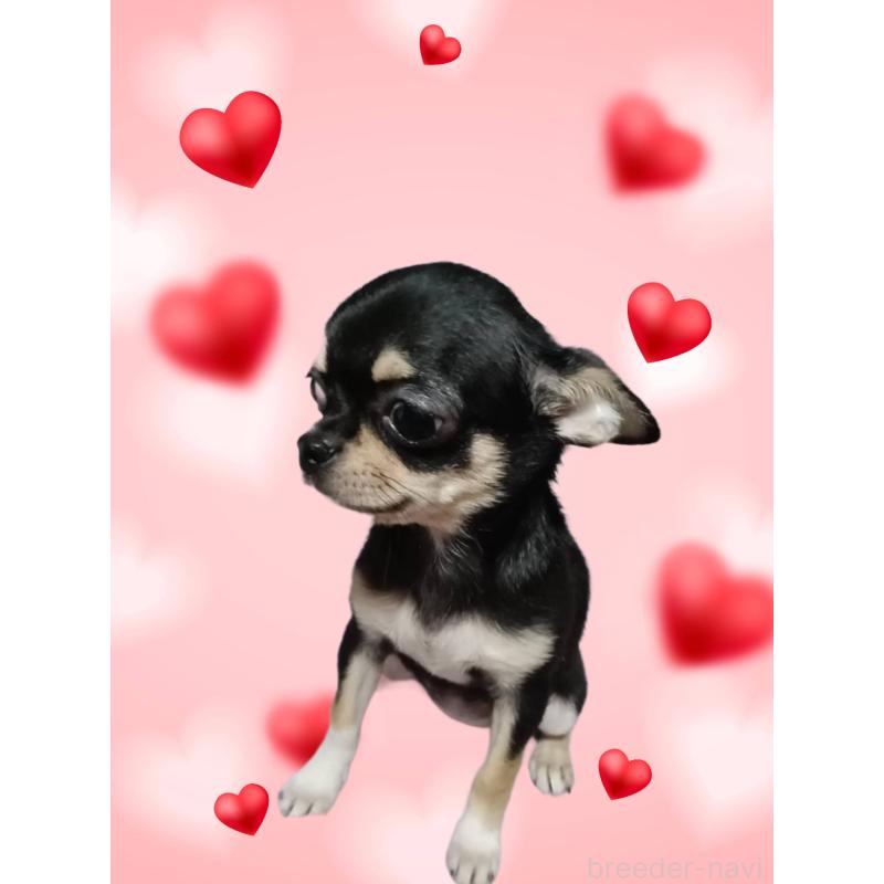 販売中の静岡県のチワワ(スムースコート)-413722の2枚目