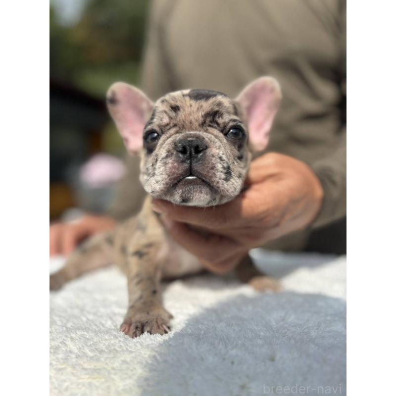 成約済の愛媛県のフレンチブルドッグ-415666の6枚目