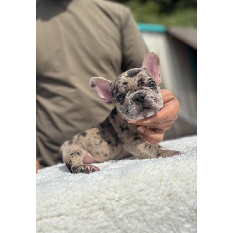 成約済の愛媛県のフレンチブルドッグ-415666の3枚目