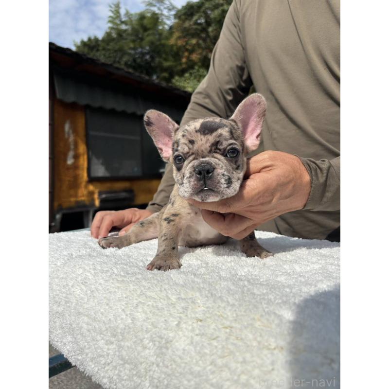 成約済の愛媛県のフレンチブルドッグ-415666の2枚目
