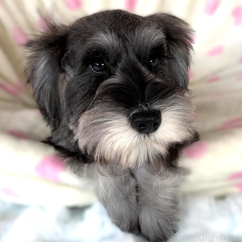 商談中の栃木県のミニチュアシュナウザー-397056の7枚目