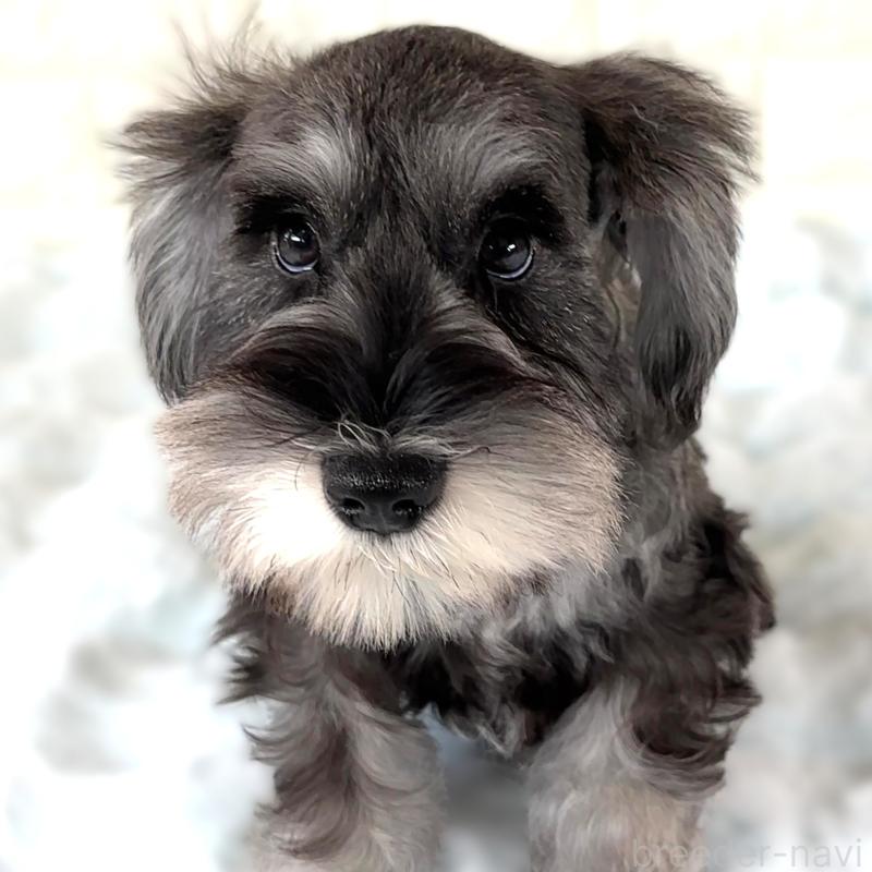 商談中の栃木県のミニチュアシュナウザー-397056の6枚目