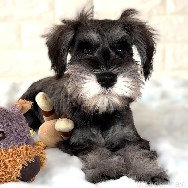 商談中の栃木県のミニチュアシュナウザー-397056の5枚目