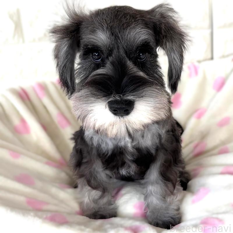 商談中の栃木県のミニチュアシュナウザー-397056の4枚目