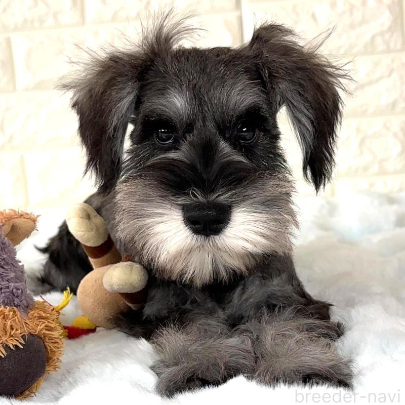 商談中の栃木県のミニチュアシュナウザー-397056の3枚目