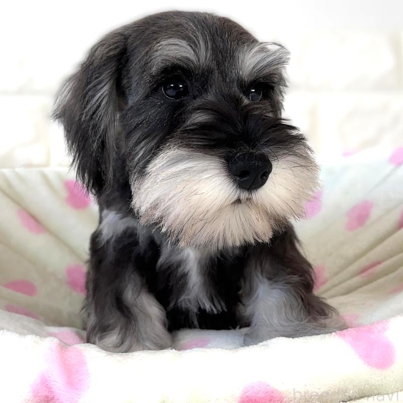 販売中の栃木県のミニチュアシュナウザー-397053の5枚目