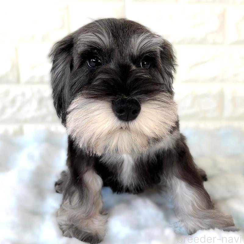 販売中の栃木県のミニチュアシュナウザー-397053の4枚目