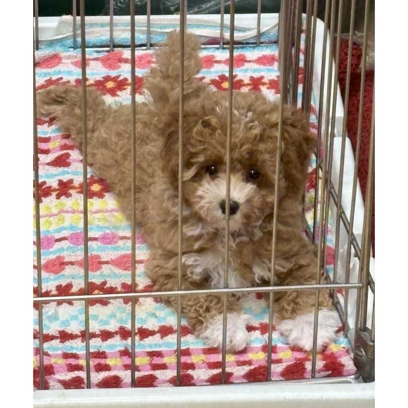 販売中の福岡県のマルプー:マルチーズ×トイプードル-415906の5枚目