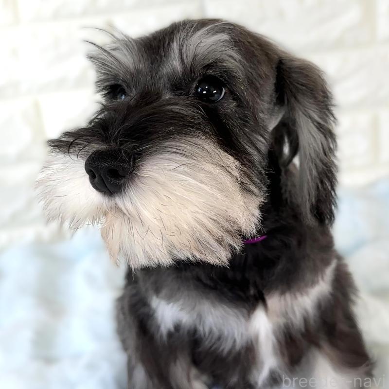 販売中の栃木県のミニチュアシュナウザー-397053の2枚目