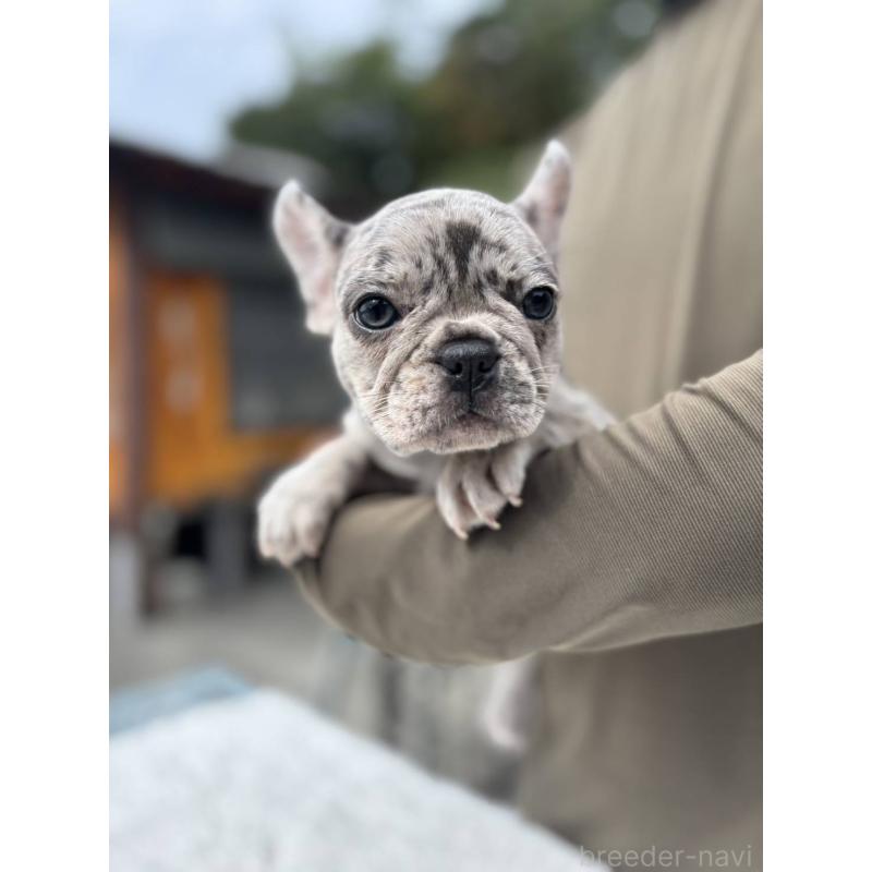 商談中の愛媛県のフレンチブルドッグ-415579の5枚目
