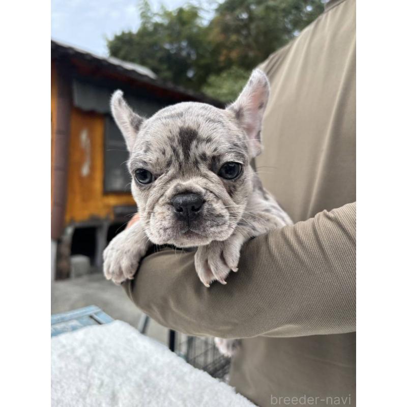 商談中の愛媛県のフレンチブルドッグ-415579の4枚目