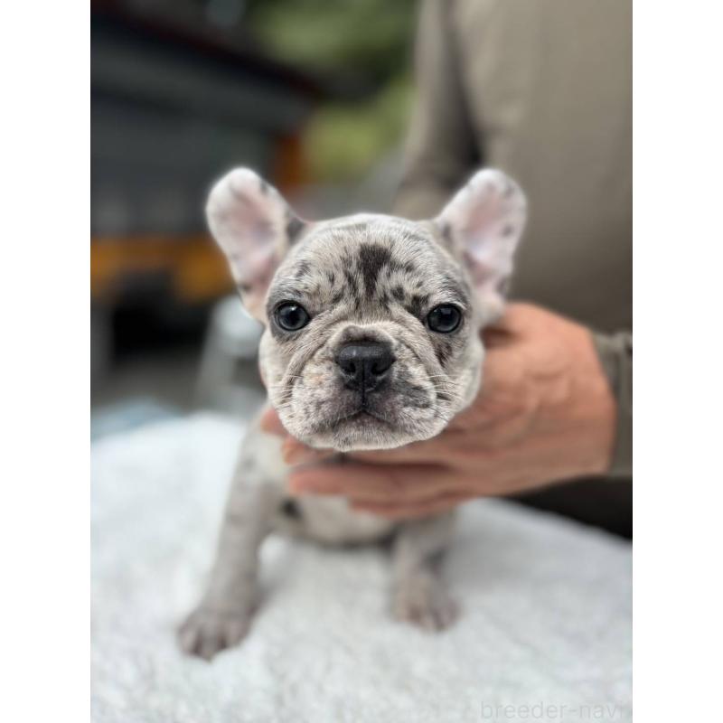 商談中の愛媛県のフレンチブルドッグ-415579