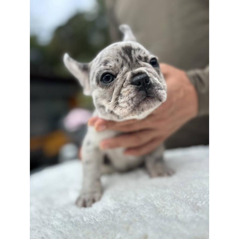 商談中の愛媛県のフレンチブルドッグ-415579の3枚目