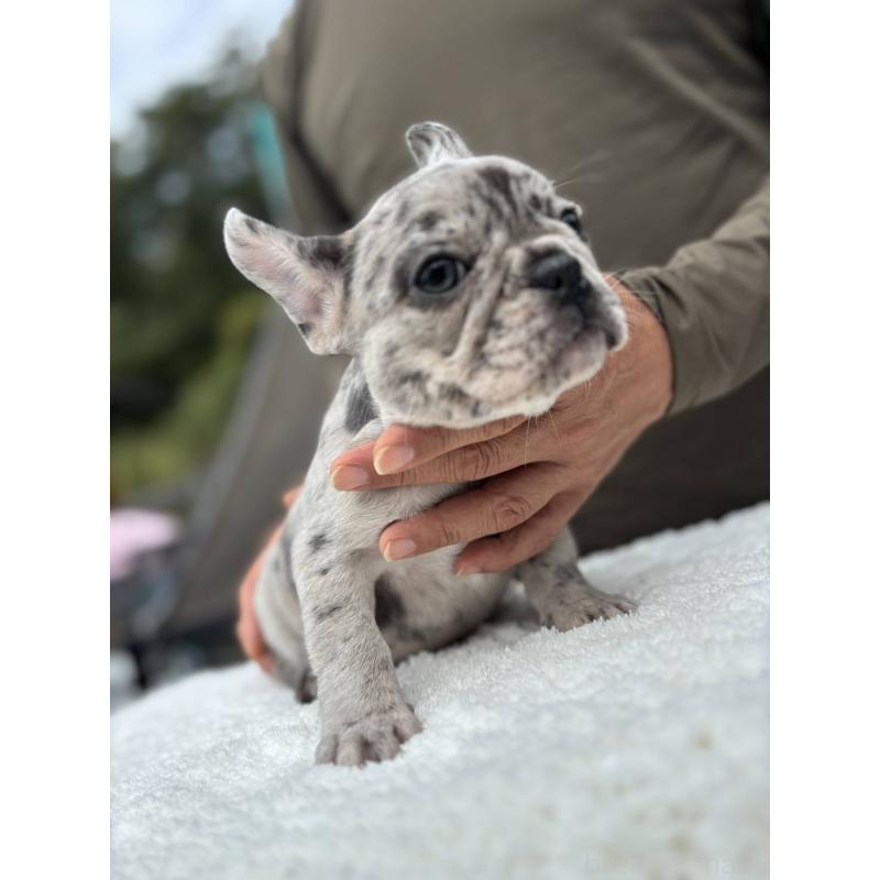 商談中の愛媛県のフレンチブルドッグ-415579の2枚目