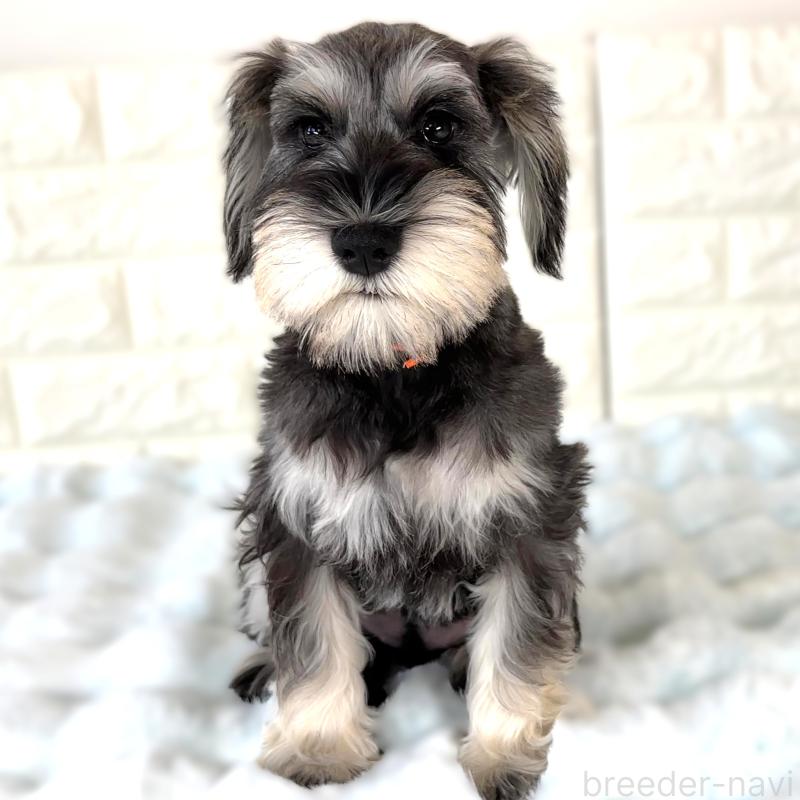 販売中の栃木県のミニチュアシュナウザー-397050の5枚目