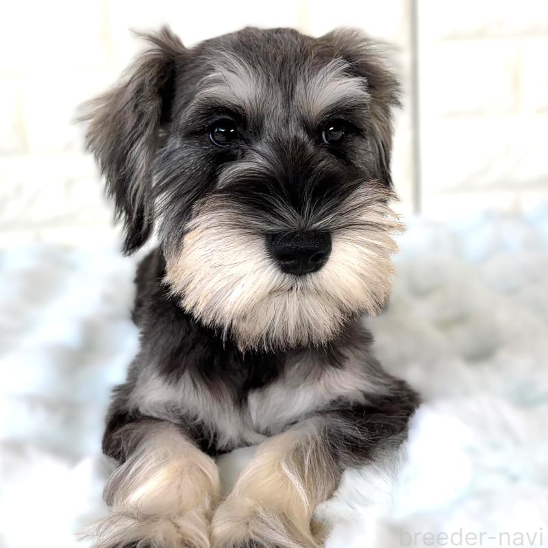 販売中の栃木県のミニチュアシュナウザー-397050の4枚目