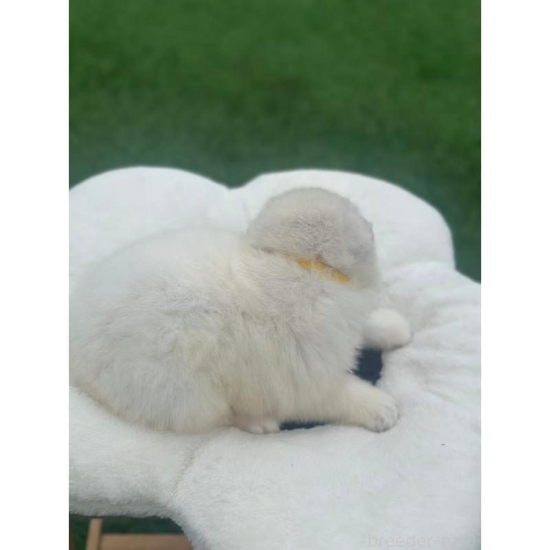 販売中の栃木県のサモエド-420958の2枚目