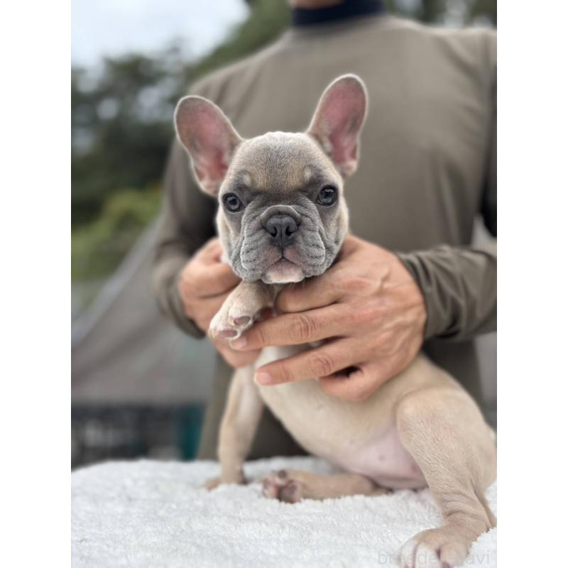 販売中の愛媛県のフレンチブルドッグ-409661の8枚目