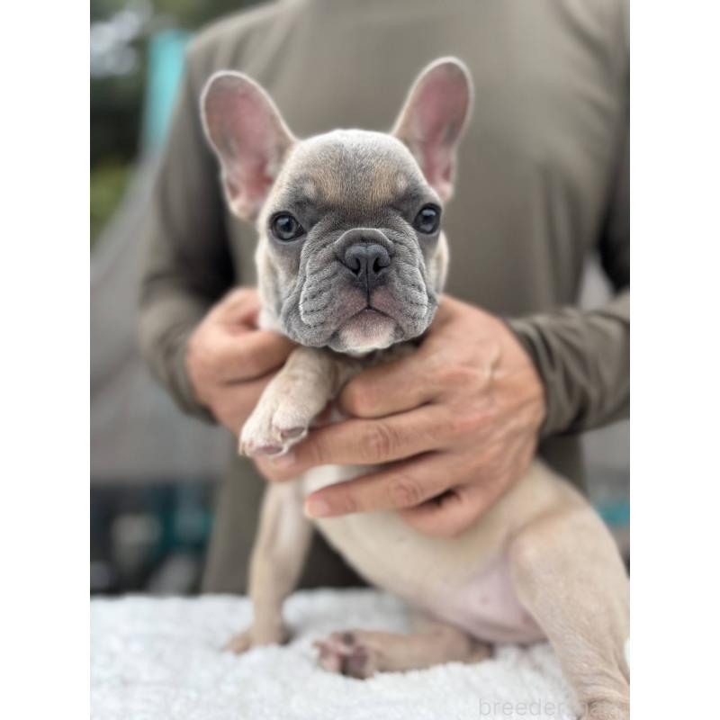 販売中の愛媛県のフレンチブルドッグ-409661の1枚目