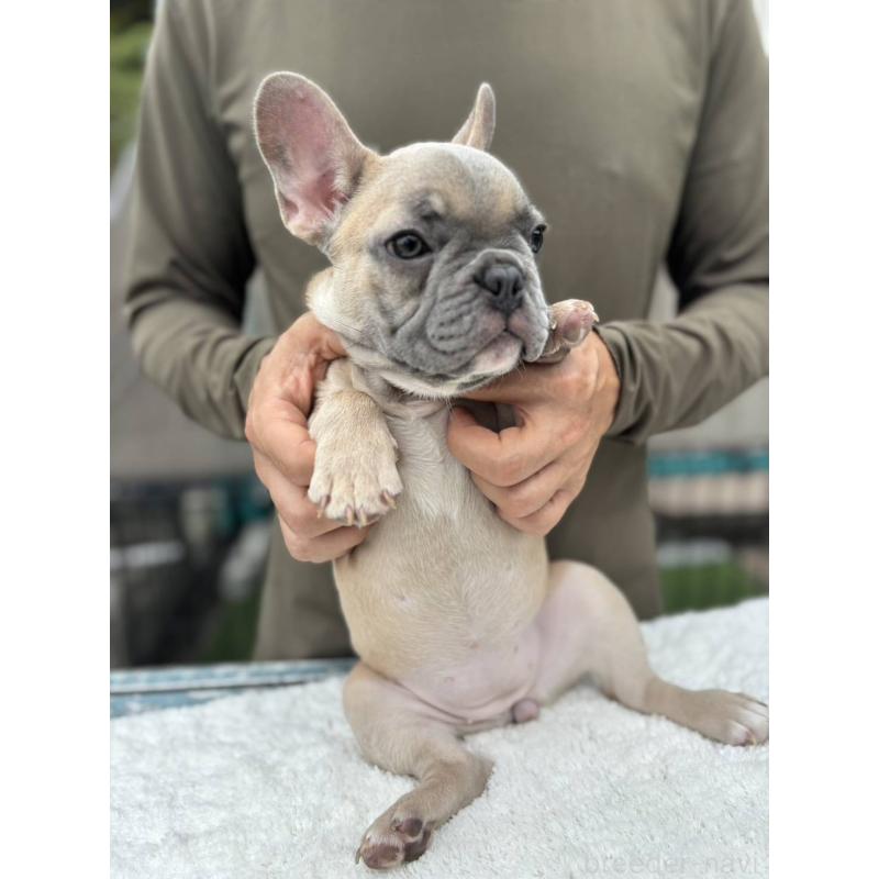 販売中の愛媛県のフレンチブルドッグ-409661の6枚目